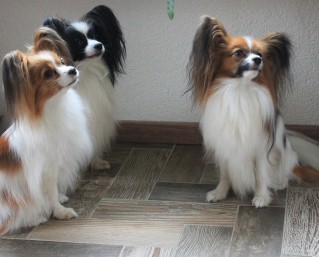 IMG 5363 fill 319x257